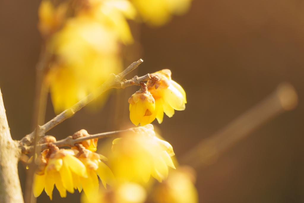 冬の花ソシンロウバイ3(昭和記念公園)