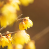 冬の花ソシンロウバイ3(昭和記念公園)
