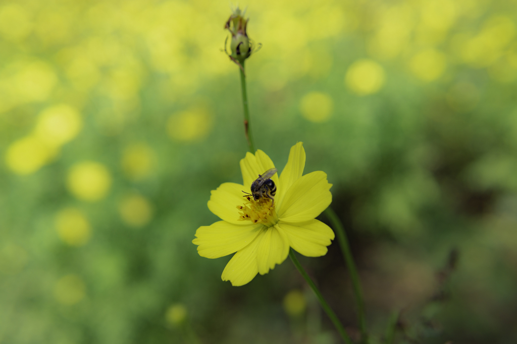 Yellow and bee