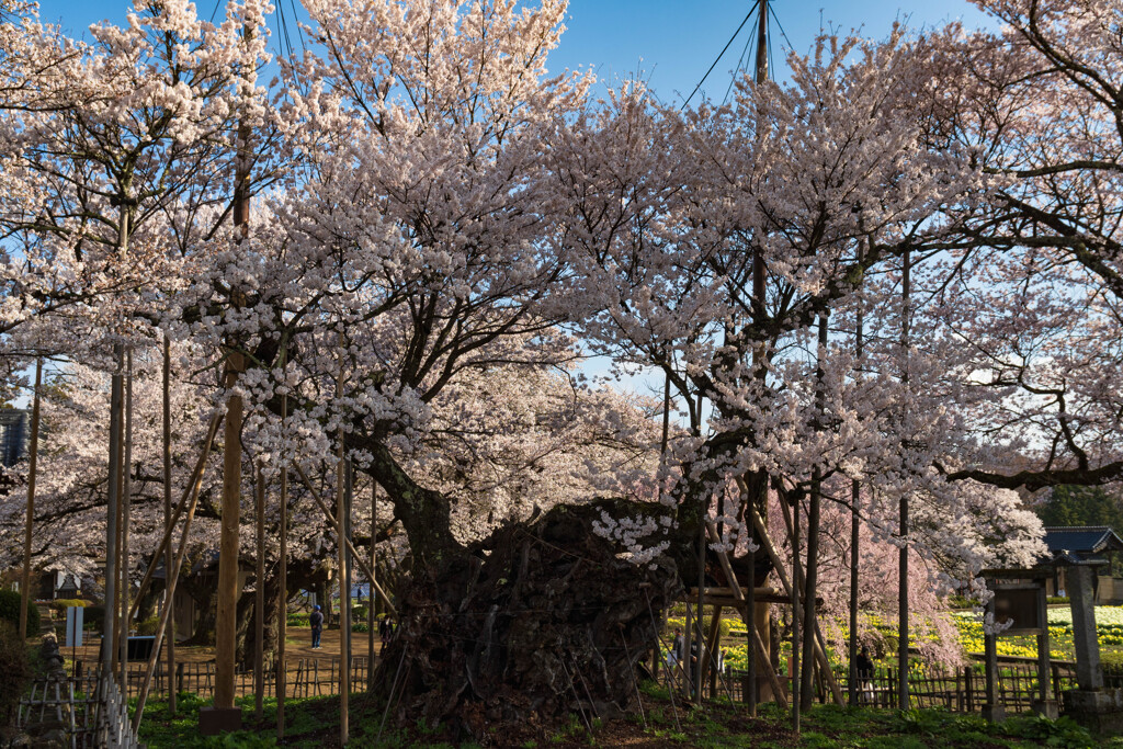 山高神代桜