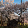 山高神代桜