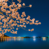 夜景河口湖の水面と映り込みと桜。