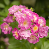 新レンズでの薔薇の撮影