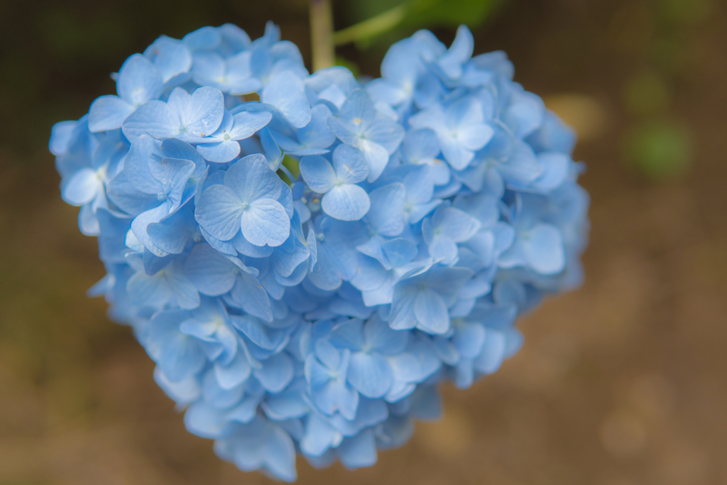 Blue heart hydrangea