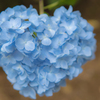 Blue heart hydrangea