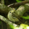 キビタキ♀