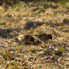 葛西臨海公園野鳥スズメ