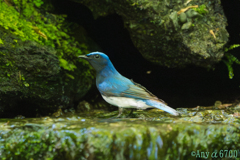水しぶき滴る青い鳥オオルリ