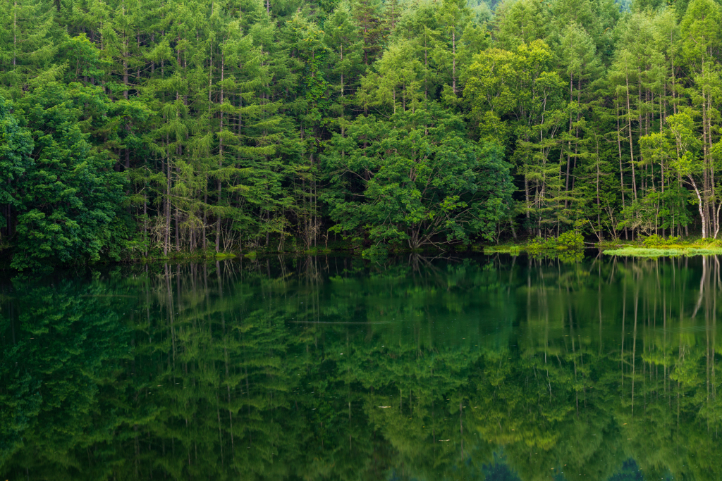Pond reflection