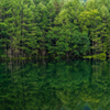 Pond reflection