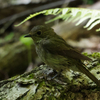 クロツグミ若鳥