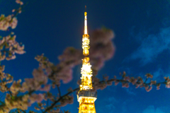 芝公園からの東京タワーと早桜ボケ