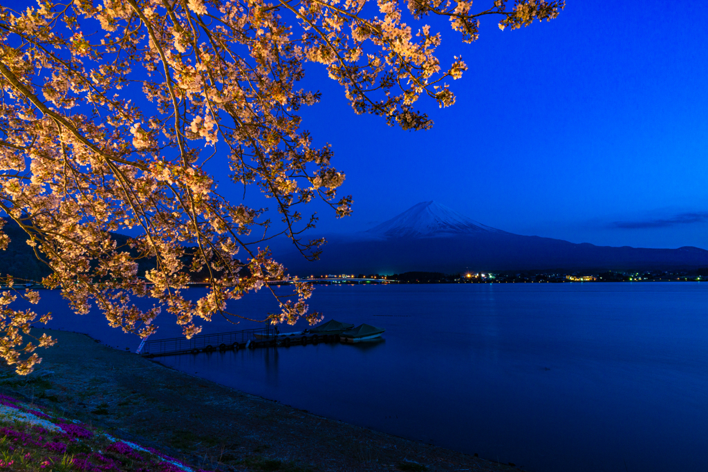 ライトアップ富士山の桜２