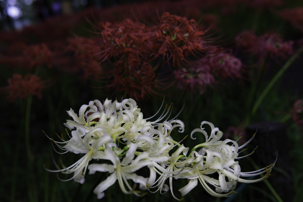 白紅の曼珠沙華コラボレーション