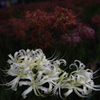 白紅の曼珠沙華コラボレーション