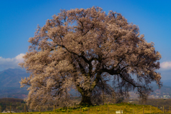 わに塚の一本桜