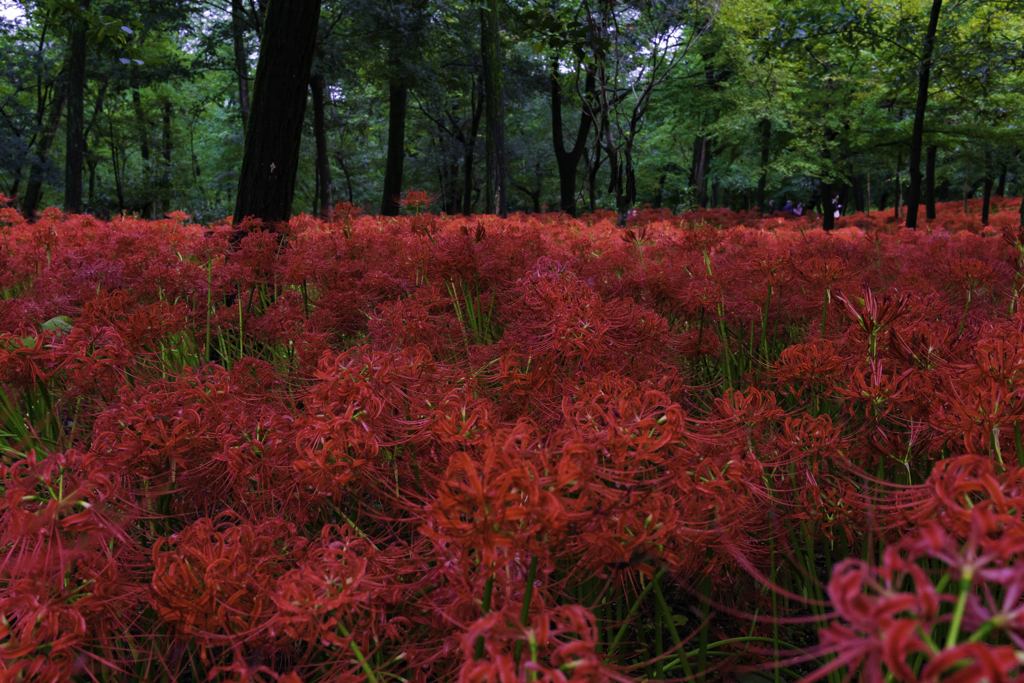 巾着田曼珠沙華公園彼岸花３