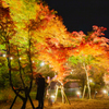 山中湖「夕焼けの渚・紅葉まつり」ライトアップ3