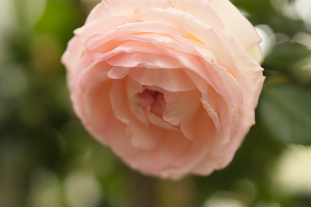 新レンズでの薔薇の撮影
