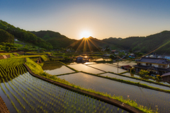 棚田の夕景