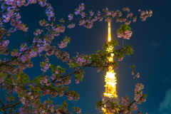 芝公園からの東京タワーと早桜