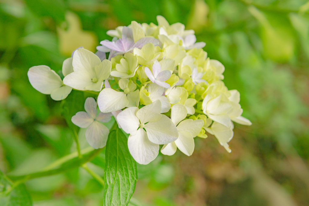 猿橋の紫陽花達４