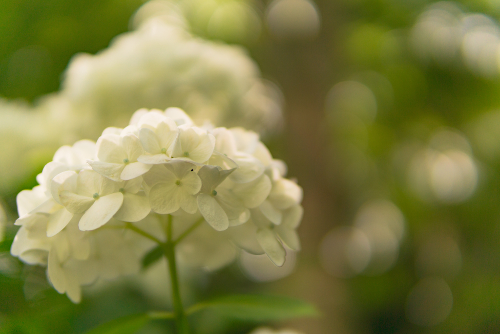 猿橋の紫陽花達２