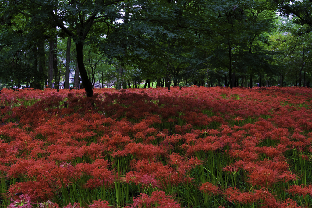 巾着田曼珠沙華公園彼岸花１