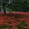 巾着田曼珠沙華公園彼岸花１