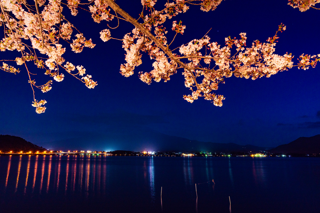 夜景河口湖の水面映り込みと桜