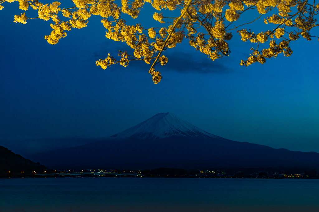 ライトアップ富士山の桜１