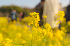 キリトリな菜の花と人だかり