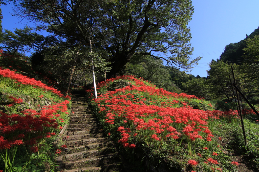 秋の仏隆寺　1