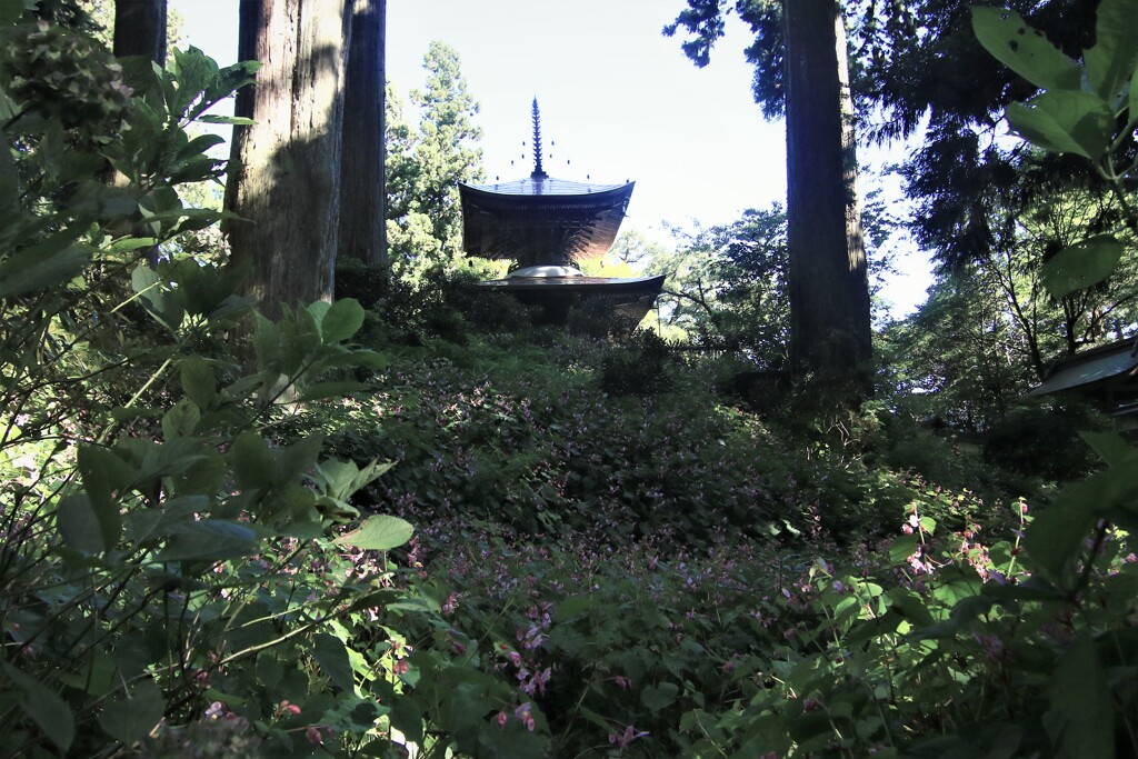 秋海棠の咲くお寺