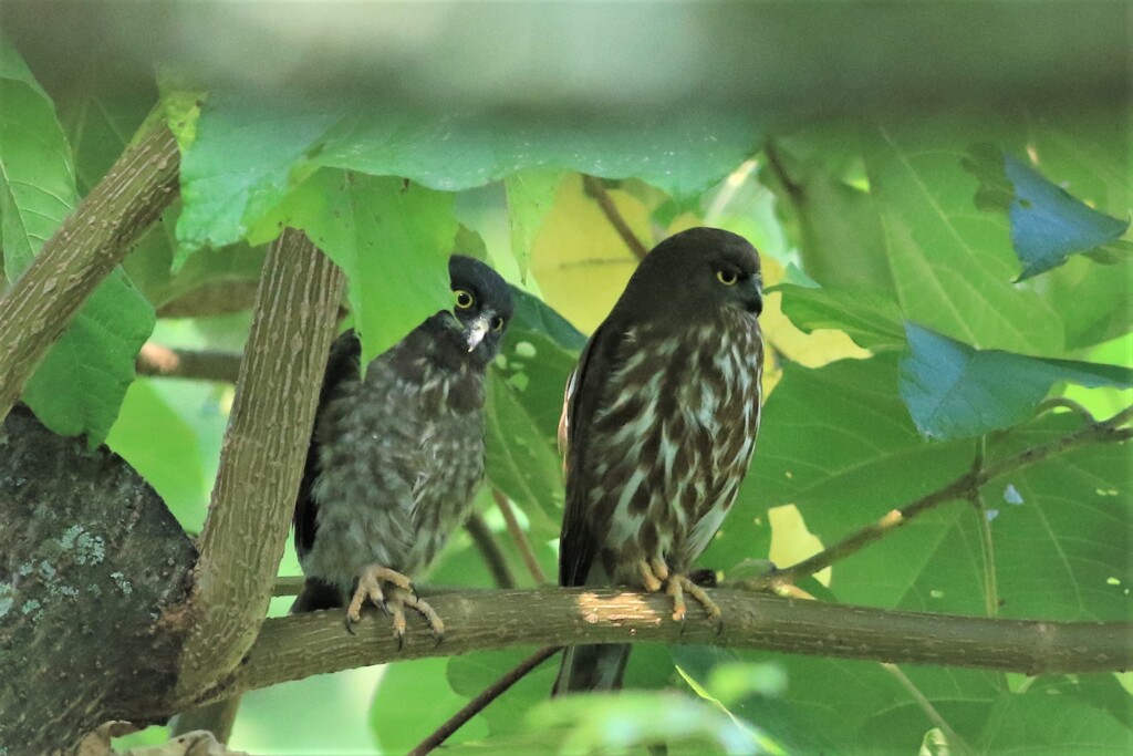 アオバヅクの巣立ち　２