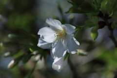 曾我川の桜　5