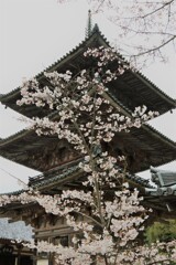 三重塔に桜