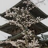 三重塔に桜