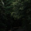 日野のホタル