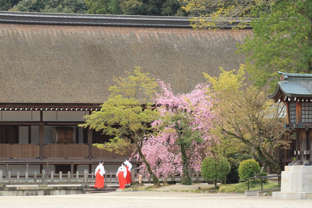 橿原神宮の桜と巫女さん