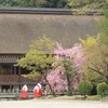 橿原神宮の桜と巫女さん