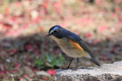 梅落ち花の中のルリさん