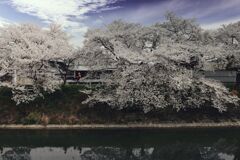 曽我川の桜　1