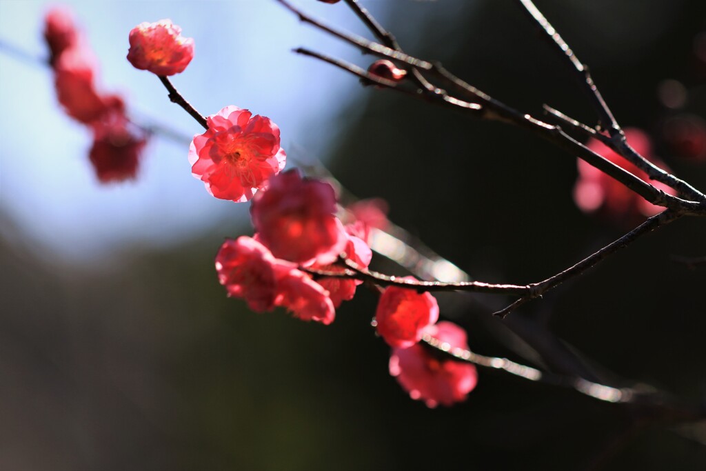 紅梅