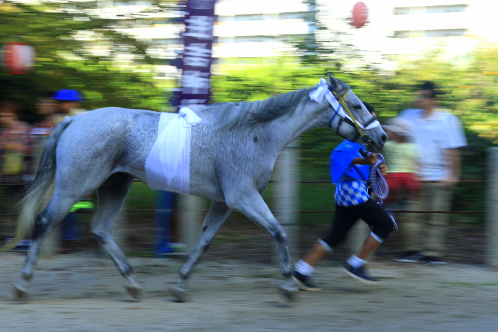 高向神社の馬駆け　1