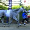 高向神社の馬駆け　1