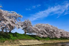 曾我川の桜並木