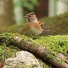 アトリも紅葉狩り