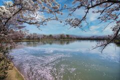 醍醐池の桜
