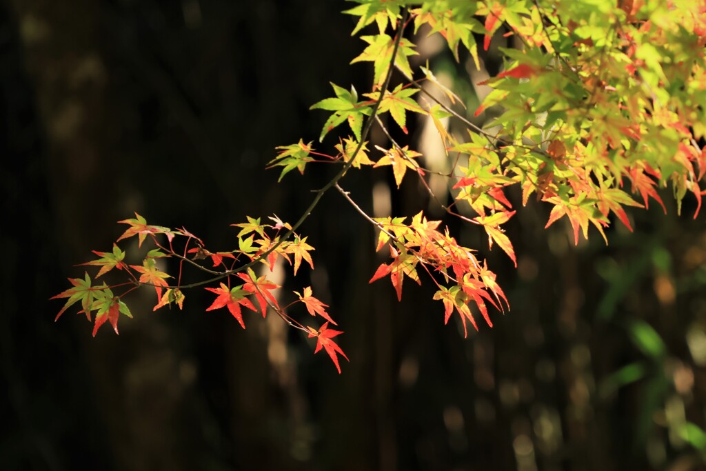 紅葉期待